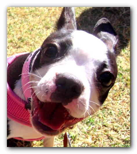 Miley the Boston Terrier Puppy