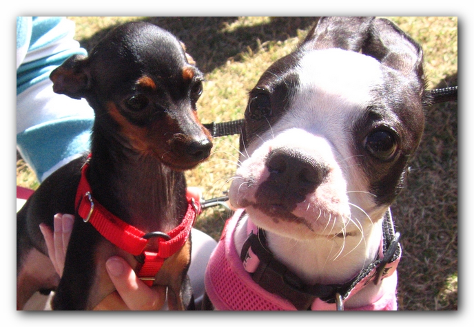 Miley and a Minature Pinscher
