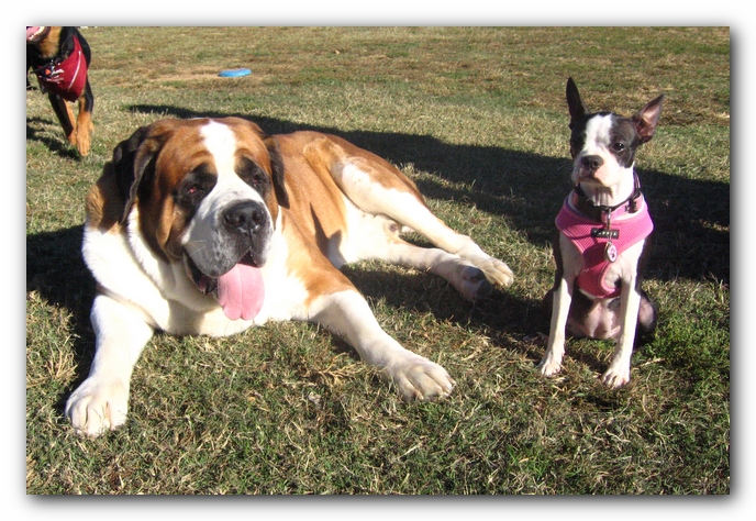 Miley and a St Bernard