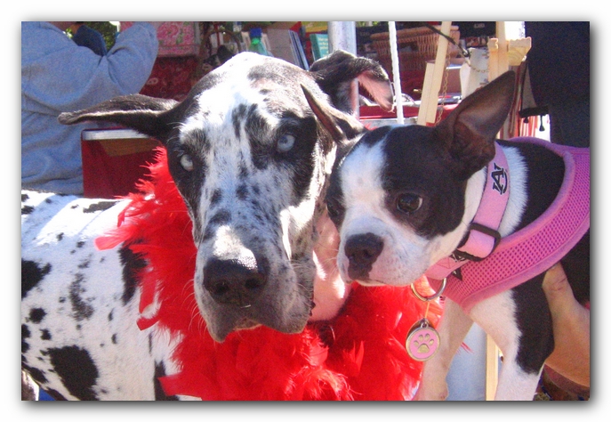 Miley and a Great Dane