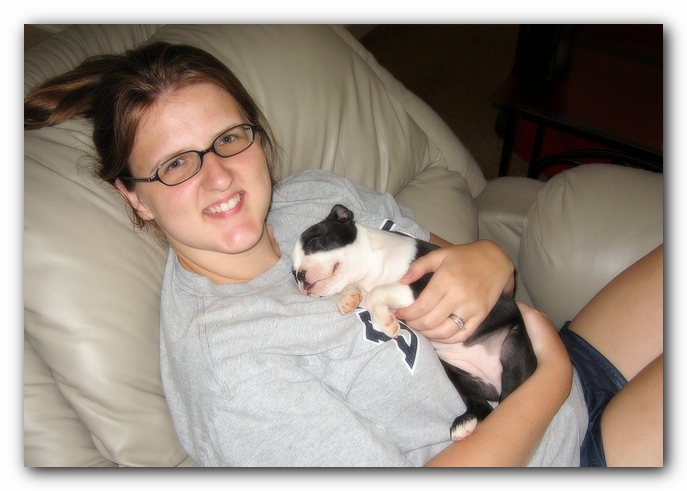 Miley the Boston Terrier Puppy