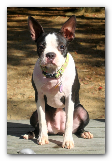Miley the Boston Terrier Puppy