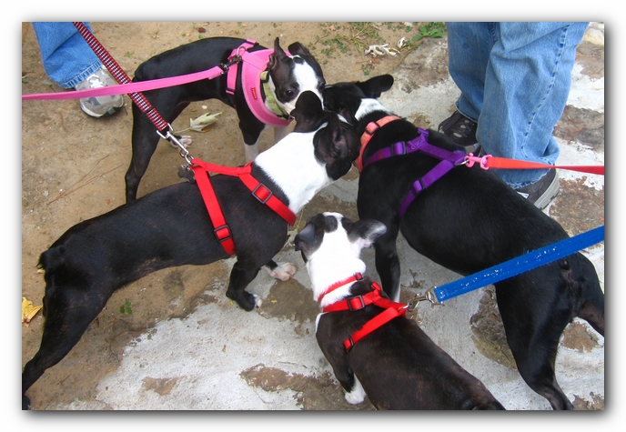 Huntsville Boston Terrier Meetup