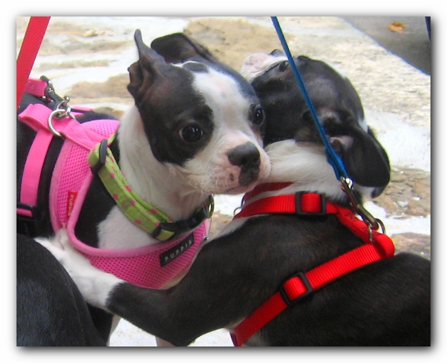 Huntsville Boston Terrier Meetup