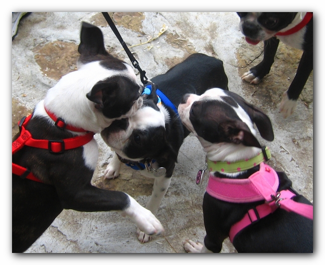 Huntsville Boston Terrier Meetup