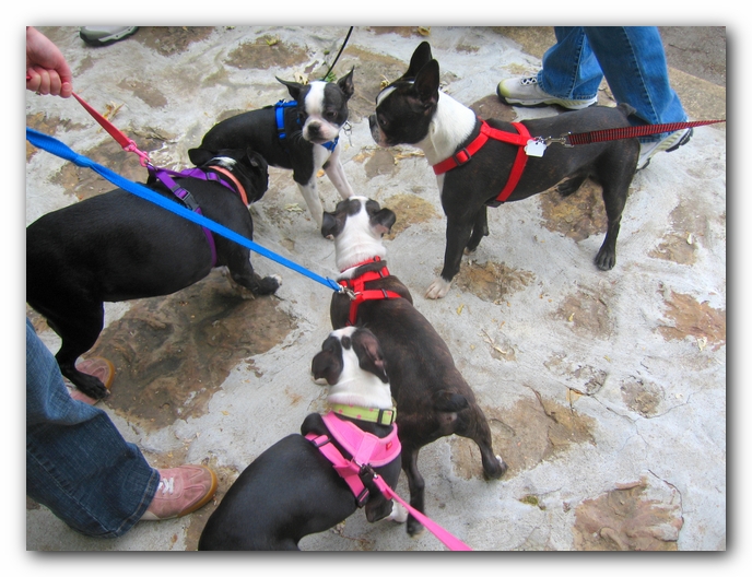 Huntsville Boston Terrier Meetup