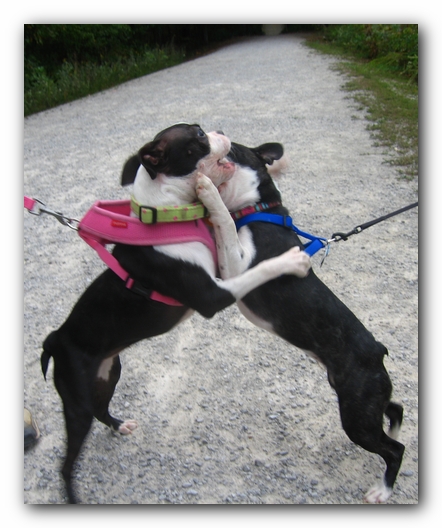Huntsville Boston Terrier Meetup