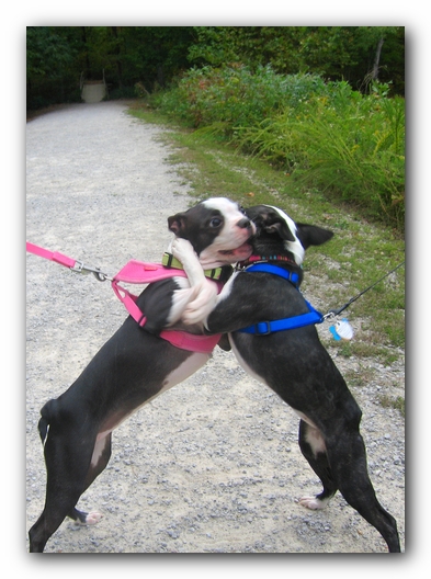 Huntsville Boston Terrier Meetup