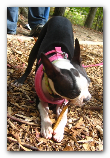 Miley the Boston Terrier Puppy