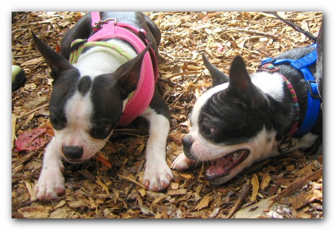 Huntsville Boston Terrier Meetup