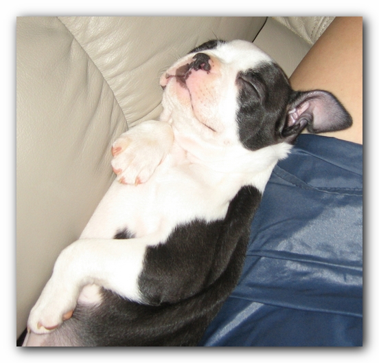 Miley the Boston Terrier Puppy
