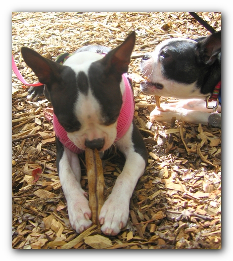 Huntsville Boston Terrier Meetup