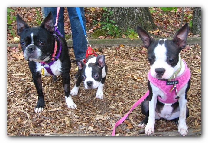 Huntsville Boston Terrier Meetup
