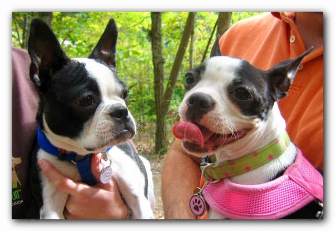 Huntsville Boston Terrier Meetup
