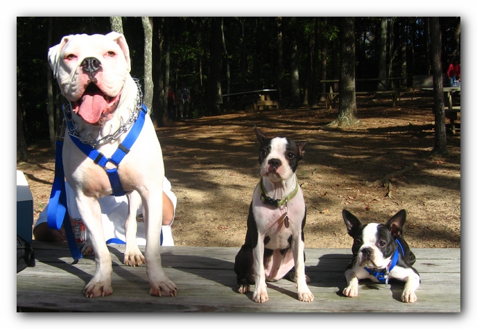 Huntsville Boston Terrier Meetup