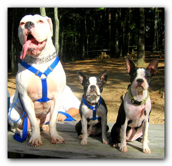 Huntsville Boston Terrier Meetup