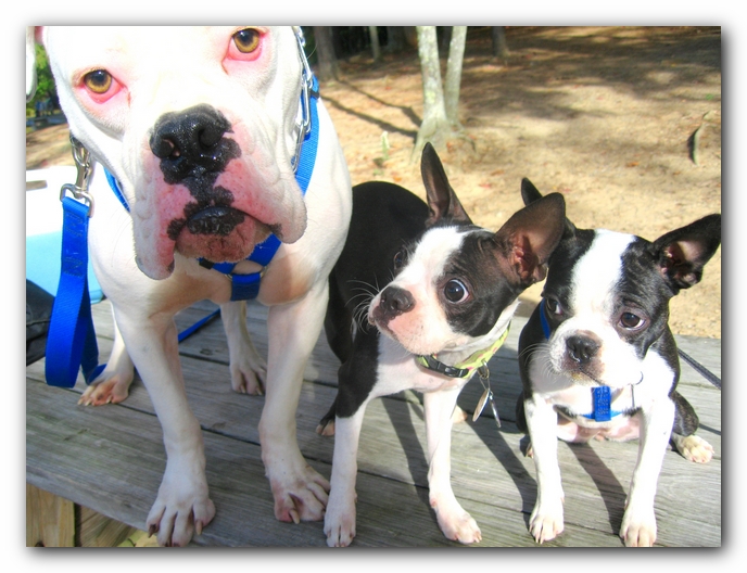 Huntsville Boston Terrier Meetup