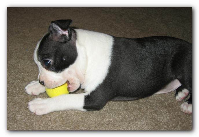 Miley the Boston Terrier Puppy