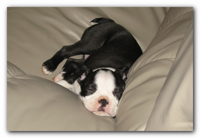 Miley the Boston Terrier Puppy