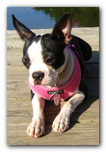 Miley the Boston Terrier Puppy
