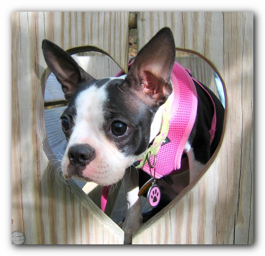 Miley the Boston Terrier Puppy