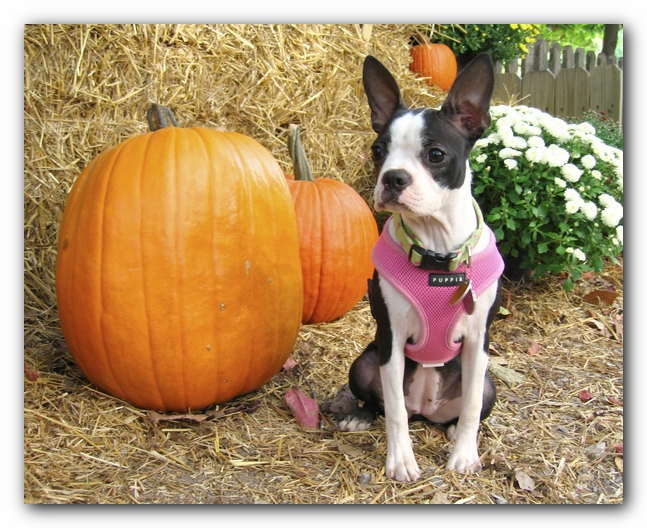 Miley the Boston Terrier Puppy