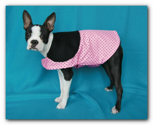 Miley the Boston Terrier Puppy