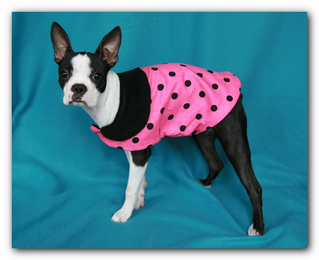 Miley the Boston Terrier Puppy