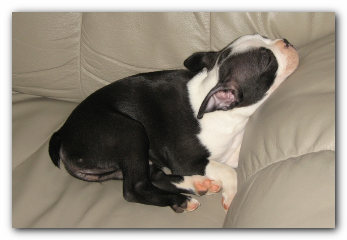 Miley the Boston Terrier Puppy