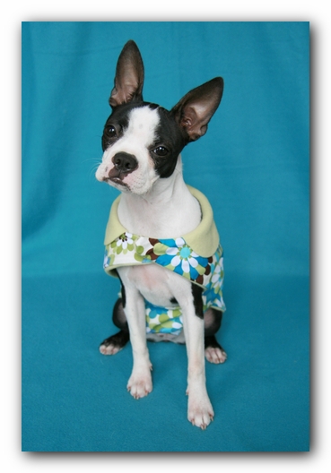 Miley the Boston Terrier Puppy