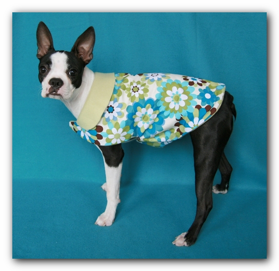 Miley the Boston Terrier Puppy