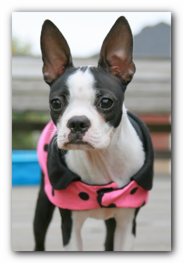 Miley the Boston Terrier Puppy