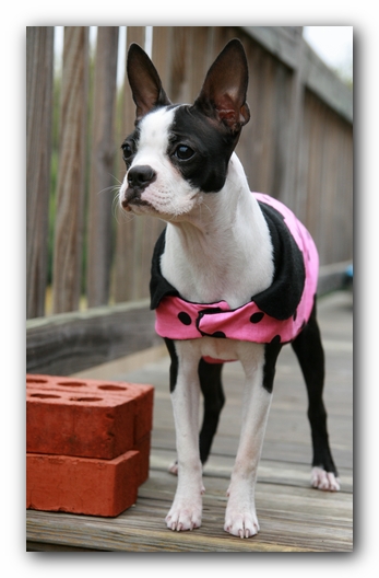 Miley the Boston Terrier Puppy