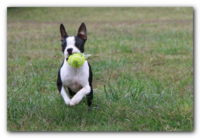 Miley the Boston Terrier Puppy