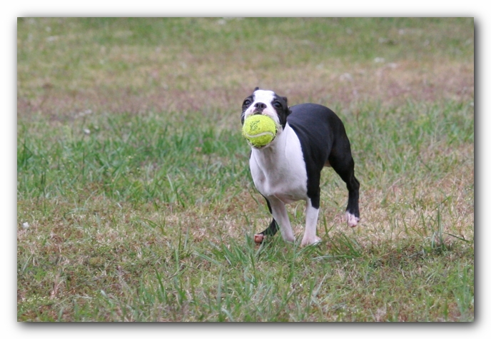 Miley the Boston Terrier Puppy