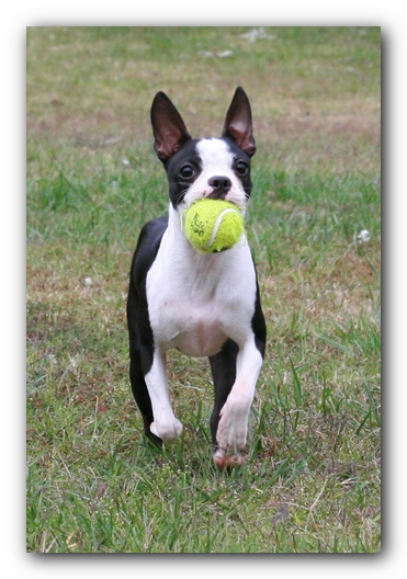 Miley the Boston Terrier Puppy