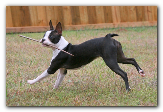 Miley the Boston Terrier Puppy