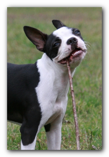 Miley the Boston Terrier Puppy