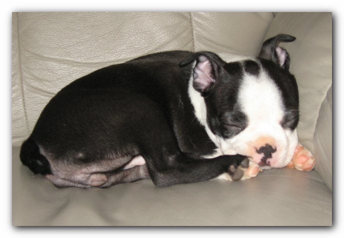 Miley the Boston Terrier Puppy