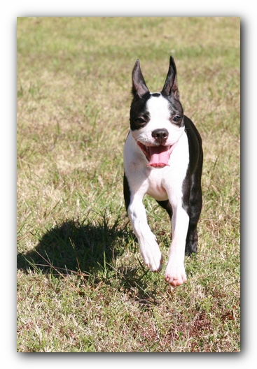 Miley the Boston Terrier Puppy