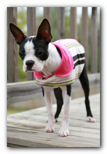 Miley the Boston Terrier Puppy
