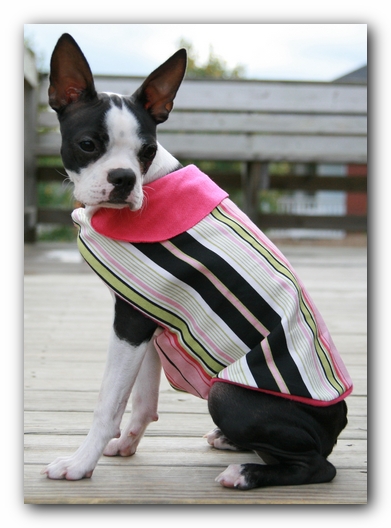Miley the Boston Terrier Puppy