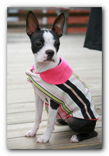Miley the Boston Terrier Puppy