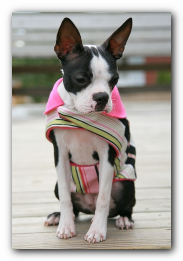 Miley the Boston Terrier Puppy