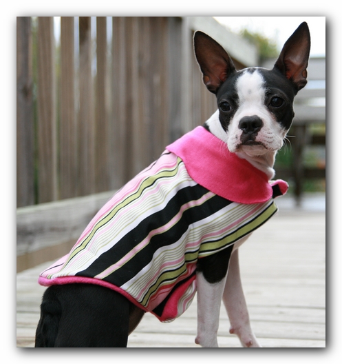Miley the Boston Terrier Puppy