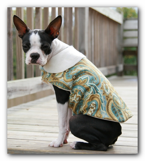 Miley the Boston Terrier Puppy