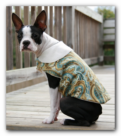 Miley the Boston Terrier Puppy