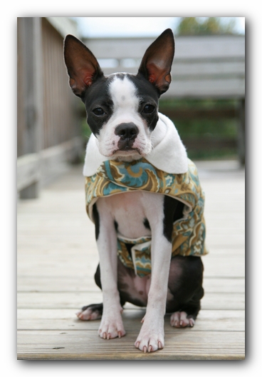 Miley the Boston Terrier Puppy