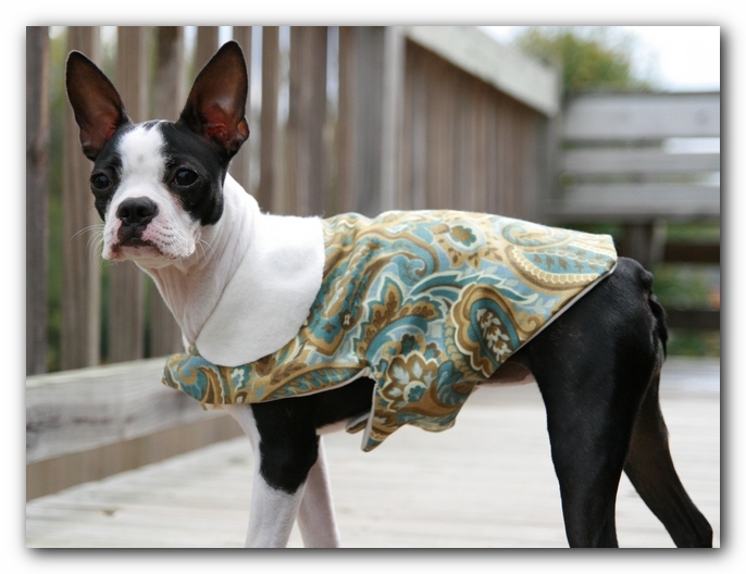 Miley the Boston Terrier Puppy