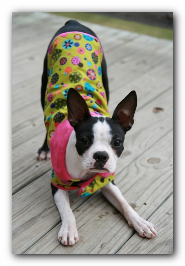 Miley the Boston Terrier Puppy